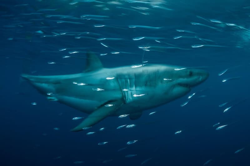 ナショナルジオグラフィックが“ベストフォト”の2017年版を発表 National Geographic Best Photos of 2017 HYPEBEAST ハイプビースト