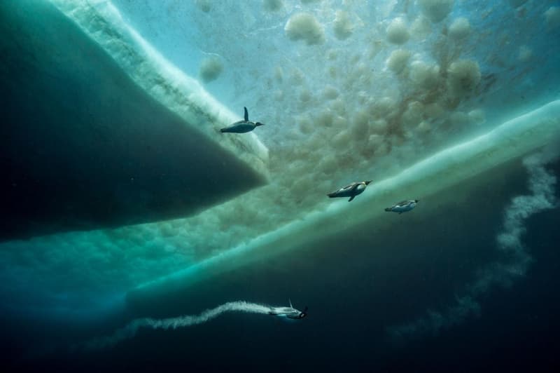 ナショナルジオグラフィックが“ベストフォト”の2017年版を発表 National Geographic Best Photos of 2017 HYPEBEAST ハイプビースト