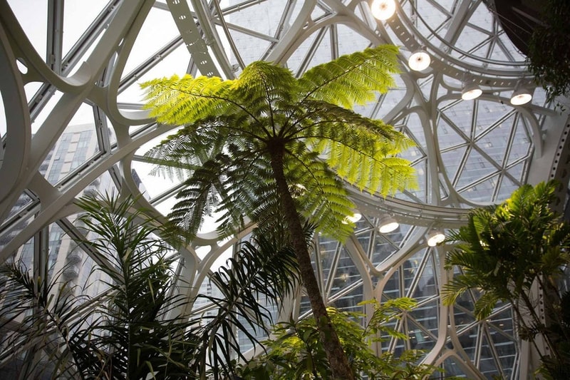 シアトルの Amazon 新本社に建設された3つの球体型植物園の中をチェック アマゾン 本社 社屋 植物園 球体 hypebeast