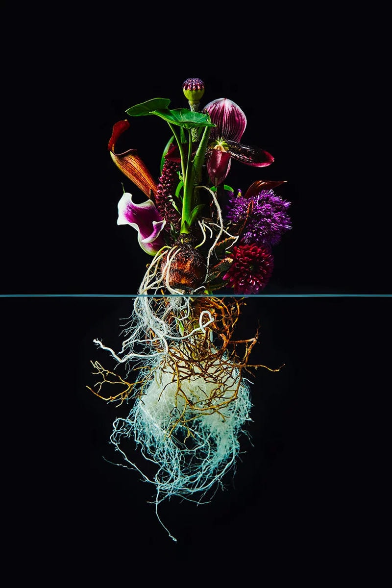 日本人フラワーアーティストの東信が手がけた植物の表裏一体性を露わにした最新アート作品