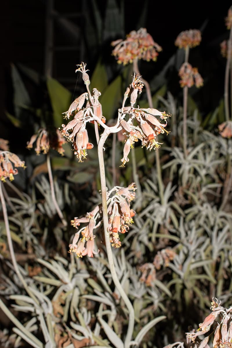 adidas x NEIGHBORHOOD がミリタリー色を全面に押し出した2018年秋冬コレクションを発表 Kayne Westをサポートすることでも知られるカリ・ソーンヒル・デウィットをゲストアーティストに招聘