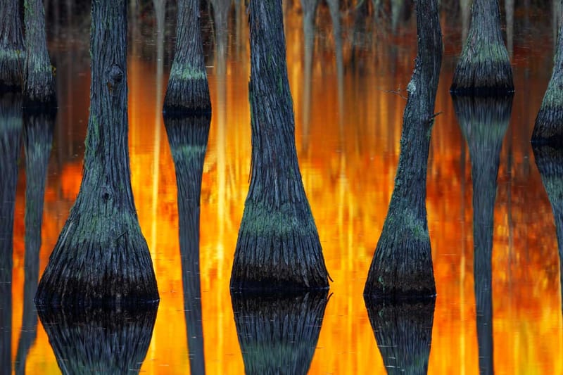 国際的な写真コンテスト “International Landscape Photographer of the Year” が2018年度の受賞作品を発表