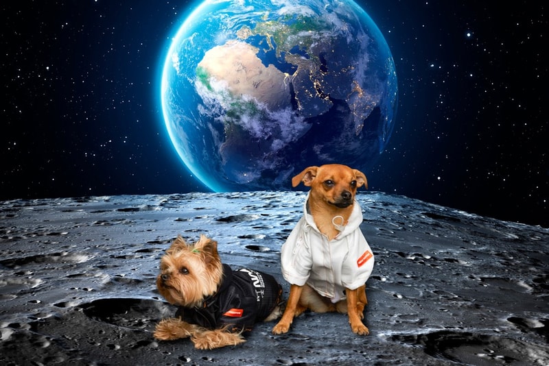 ヘロン プレストン Heron Preston ナサ NASA Very Important Puppies ドッグウェア Dog Collection Release Info