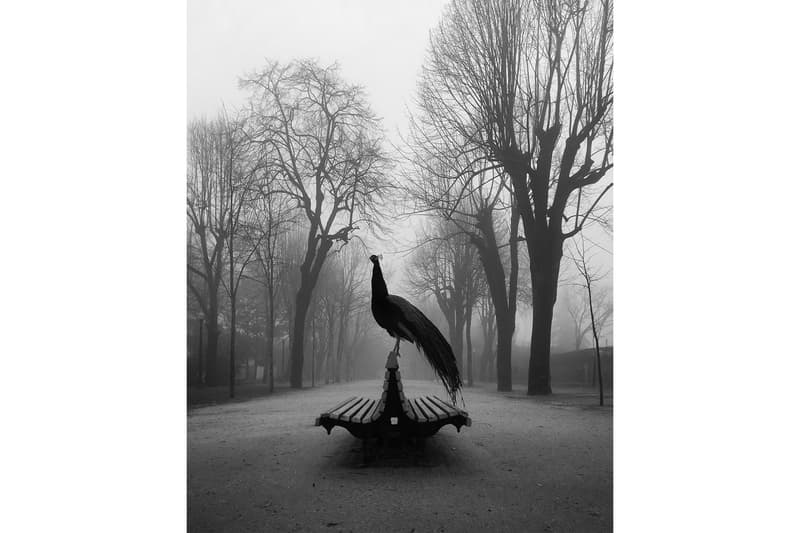 Apple アップル アイフォン 主催 フォト コンテスト 2019 iPhone Photography Awards 受賞作品