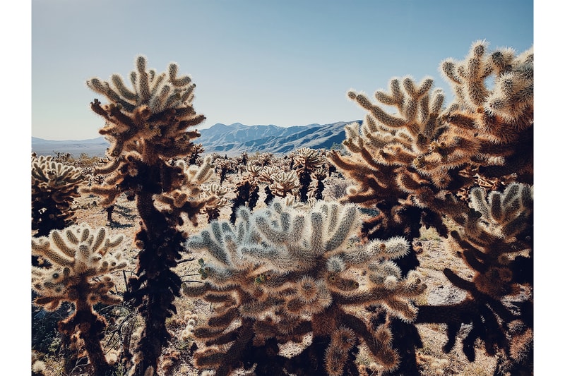Apple アップル アイフォン 主催 フォト コンテスト 2019 iPhone Photography Awards  受賞作品