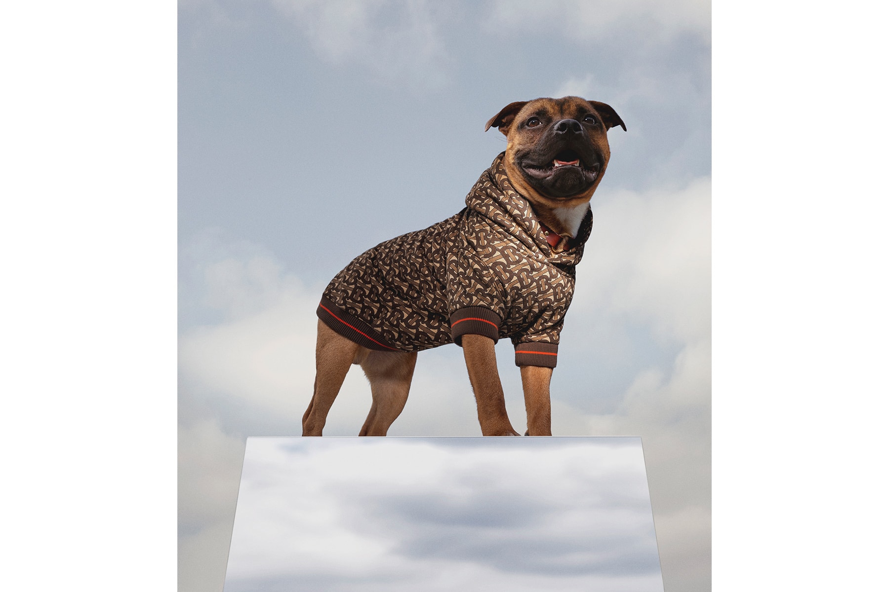 Burberry's バーバリー Latest B Series リカルド ティッシー Drop Is a Monogram Hoodie for Dogs B シリーズ よりリュクス感溢れるドッグウェアが登場