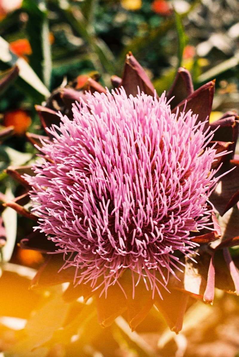 FREAK’S STORE 監修による AIRWALK x GOOD OL’ x F-LAGSTUF-F の限定コレクションが発売