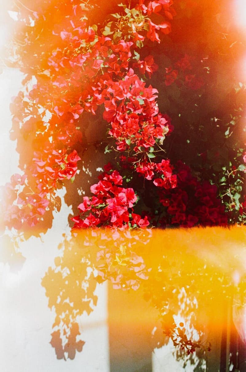 FREAK’S STORE 監修による AIRWALK x GOOD OL’ x F-LAGSTUF-F の限定コレクションが発売