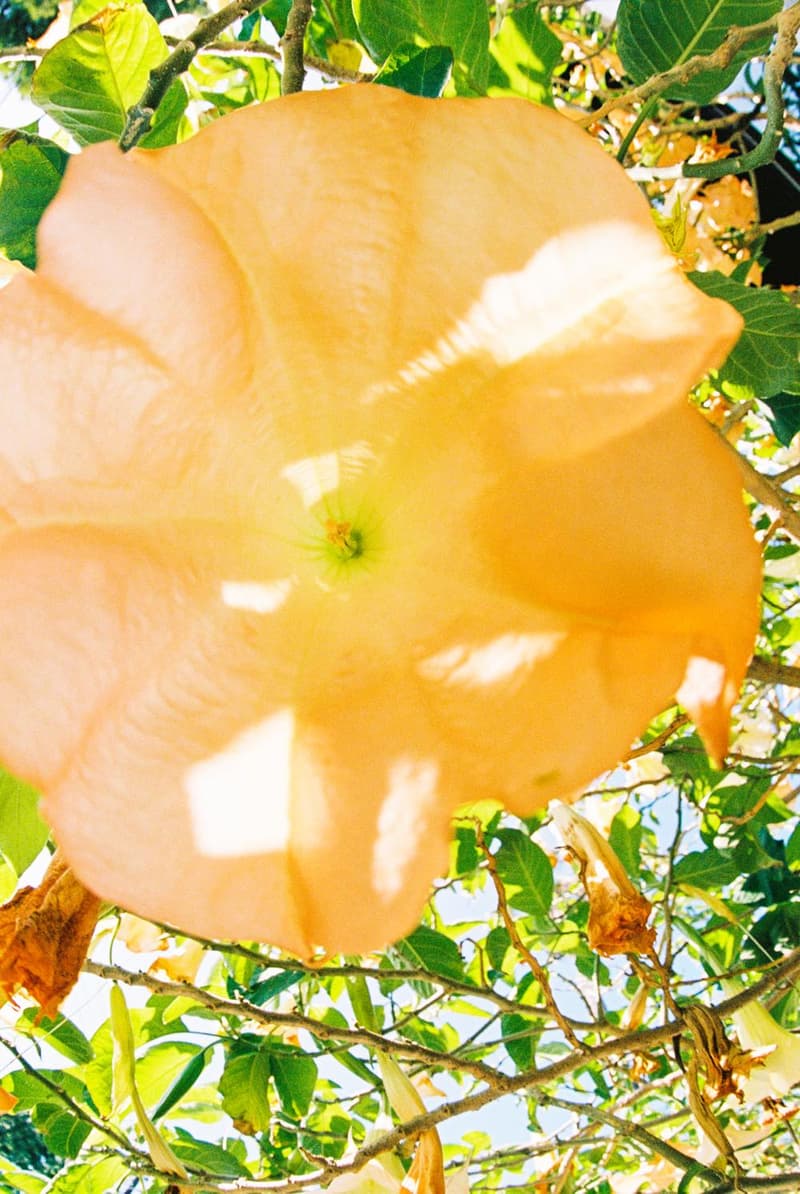 FREAK’S STORE 監修による AIRWALK x GOOD OL’ x F-LAGSTUF-F の限定コレクションが発売