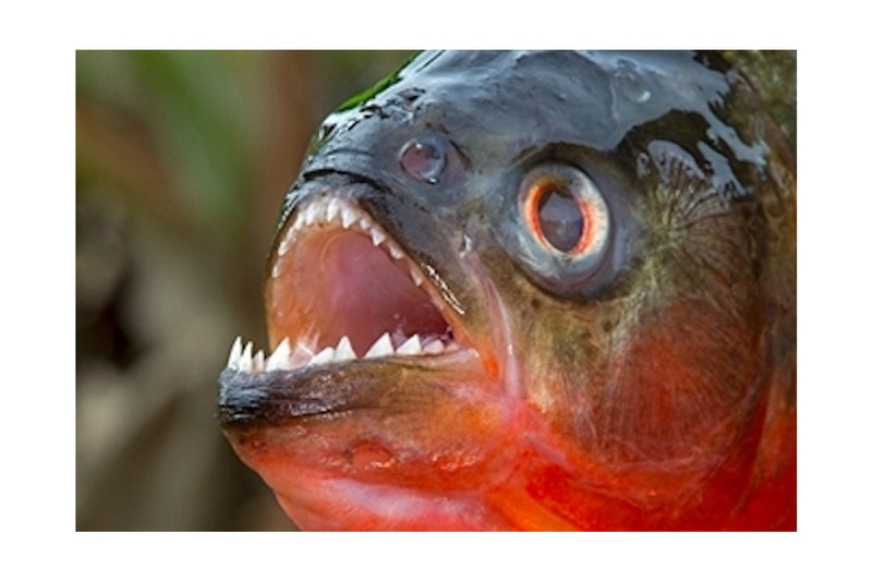 Worlds First Piranha Ramen ピラニア ラーメン 期間限定 アマゾン Holiday Jack April Fools Joke Ninja Bar and Cafe Asakusa 浅草 東京 September 20 23 1000 servings edible amazon river south america