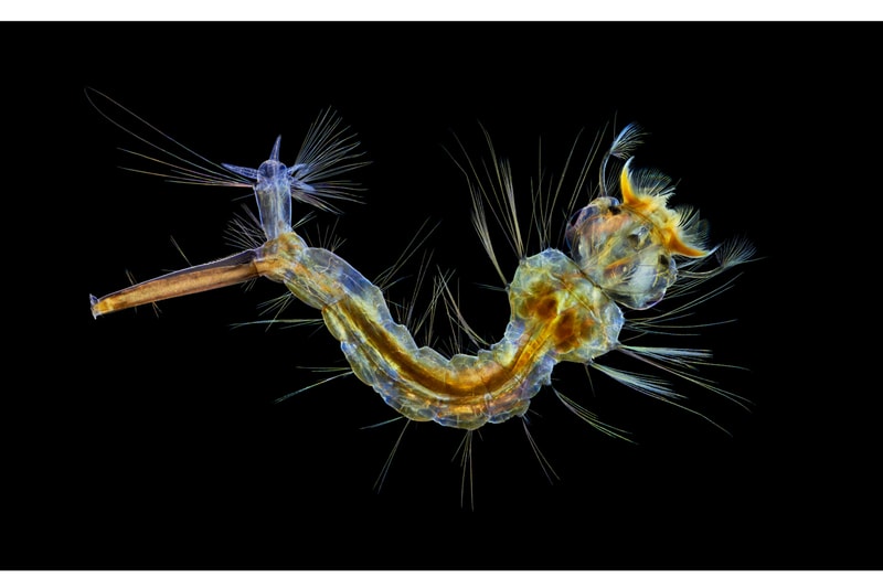 ニコン Nikon が主催する顕微鏡写真コンテスト “2019 Small World Photography Competition” の全受賞作品が発表 nikon small world photography winning images 