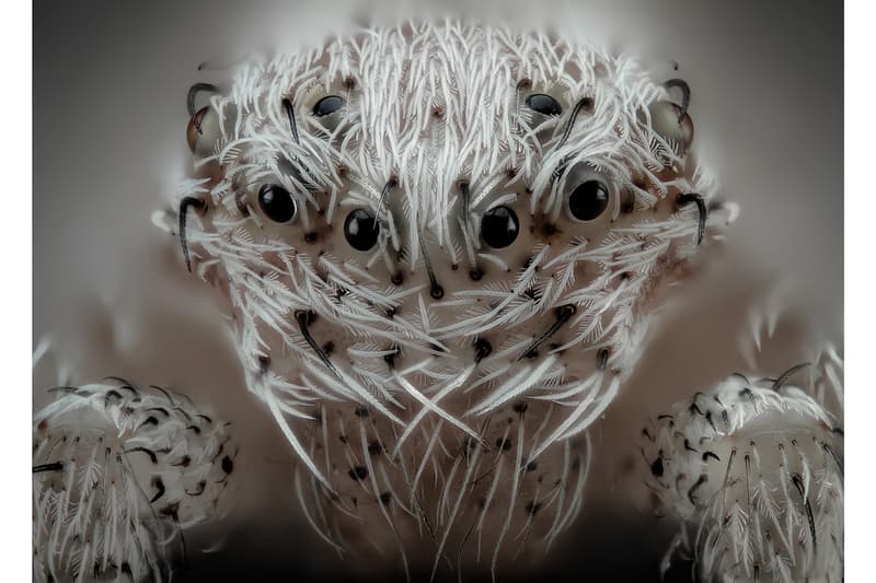 ニコン Nikon が主催する顕微鏡写真コンテスト “2019 Small World Photography Competition” の全受賞作品が発表 nikon small world photography winning images