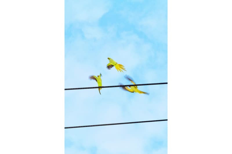 Paris Photo が 1,200点以上に及ぶ写真作品をオンライン・ビューイング・ルームで公開 paris photo online viewing room exhibitors photographs