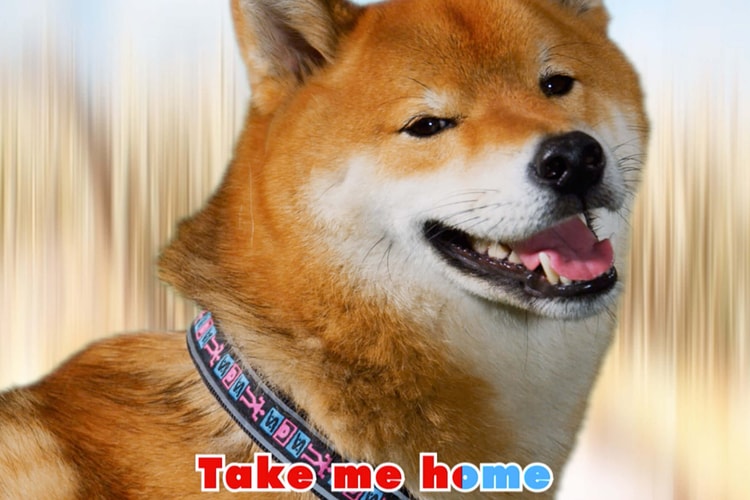 SNS から東京の犬文化にインスパイアされたドッググッズが登場