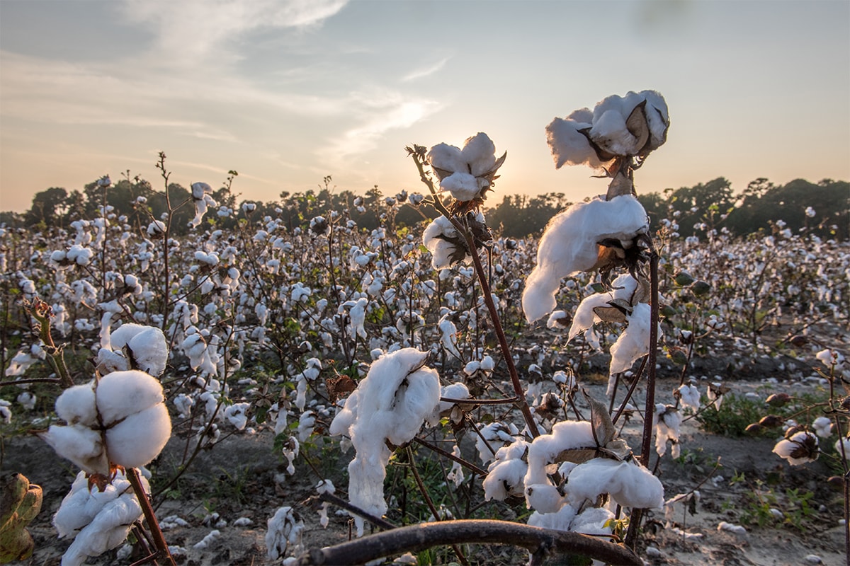 ザ・ノース・フェイスが米農業技術会社インディゴ アグリカルチャーとタッグを組み再生コットンの開発に取り組む  vf corporation the north face indigo ag sustainability environment climate change fall 2022 regenerative cotton