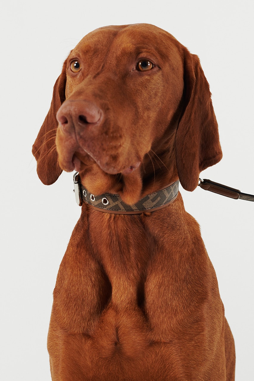 フェンディ FENDI が愛犬のためのアクセサリーコレクションを発売