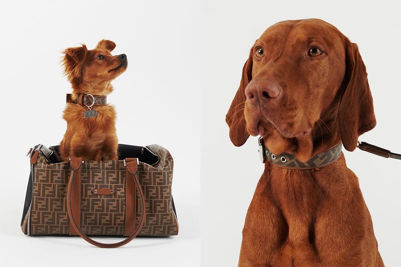 FENDI が愛犬のためのアクセサリーコレクションを発売