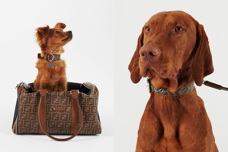 FENDI が愛犬のためのアクセサリーコレクションを発売
