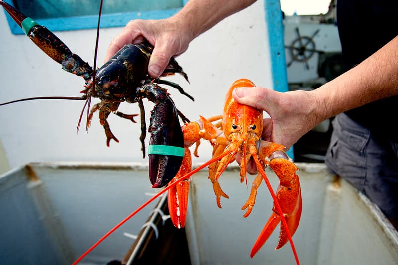 イギリスでロブスターを生きたまま茹でることが法律で禁止される？  UK bill welfare rights Boiling lobsters alive banned news food crustaceans mollusks crabs united kingdom animal cruelty 