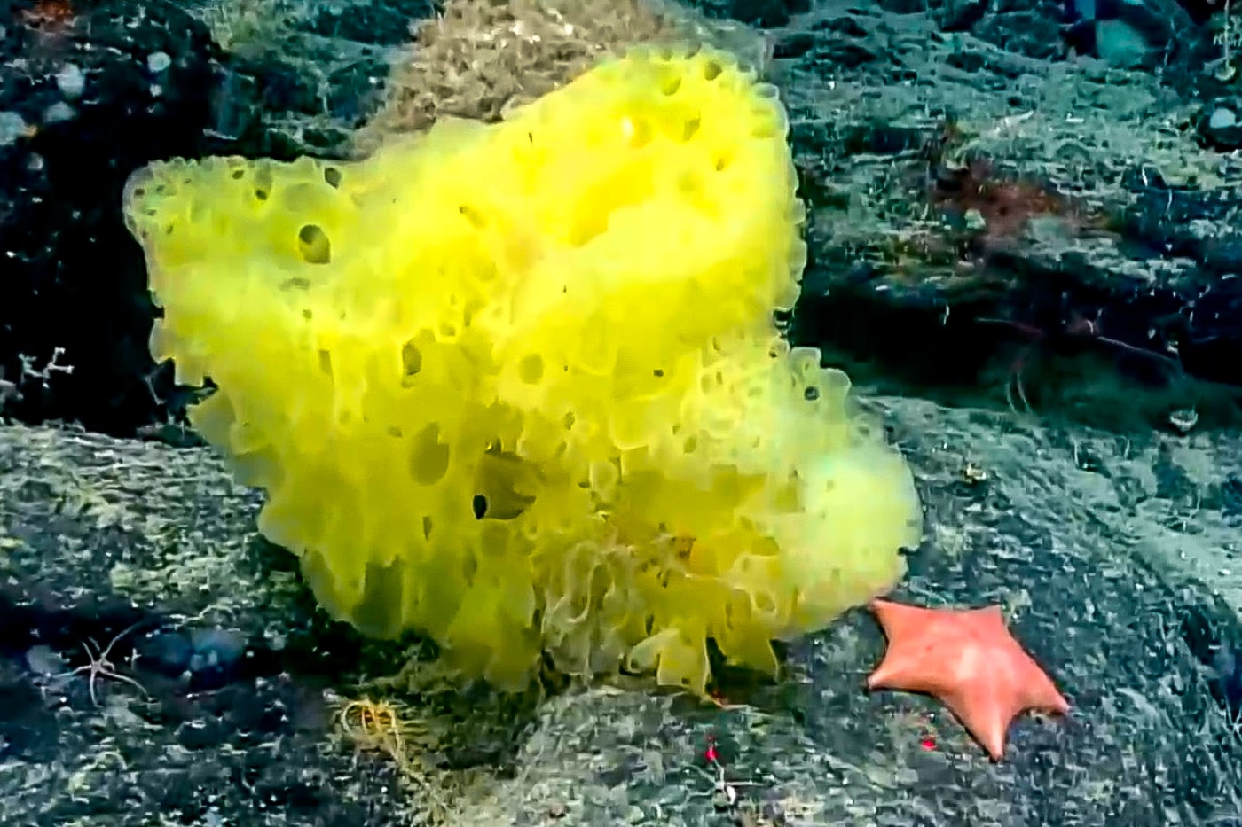 大西洋で本物のスポンジ・ボブとパトリック・スターが発見される Real Life SpongeBob Patrick Star Atlantic Ocean Photo Info