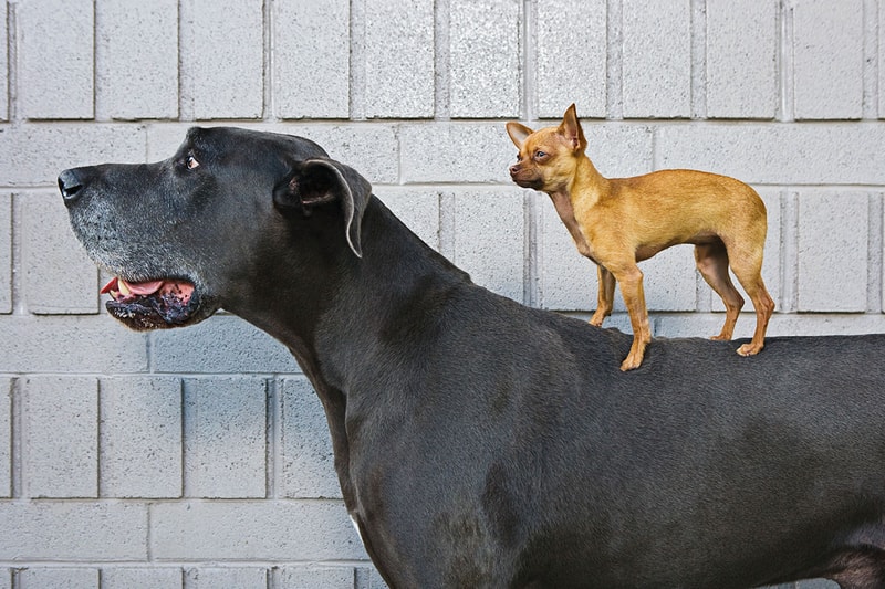 “馬”に見間違えられるほど巨大な犬がギネス世界記録に認定される great dane zeus officially worlds tallest dog