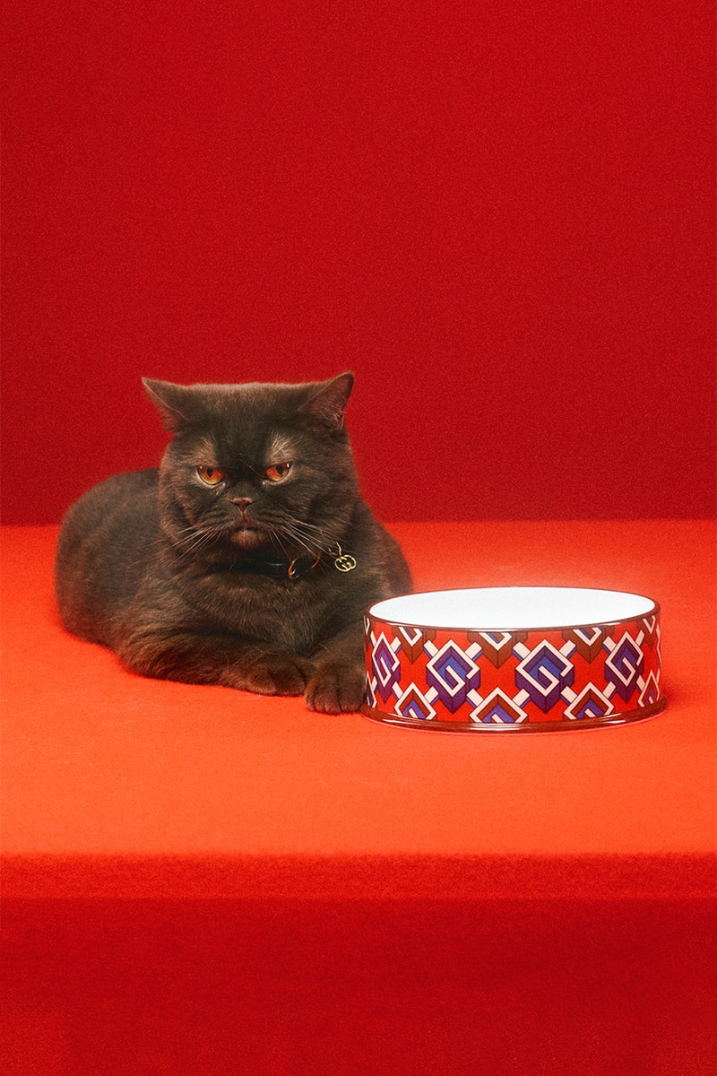 グッチから新たにペットコレクションが誕生 gucci new pets collection release info