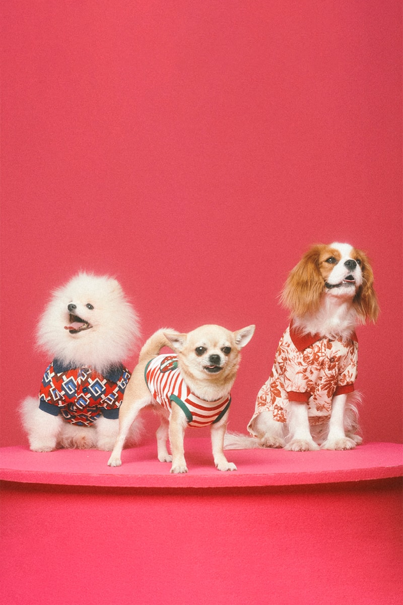 グッチから新たにペットコレクションが誕生 gucci new pets collection release info