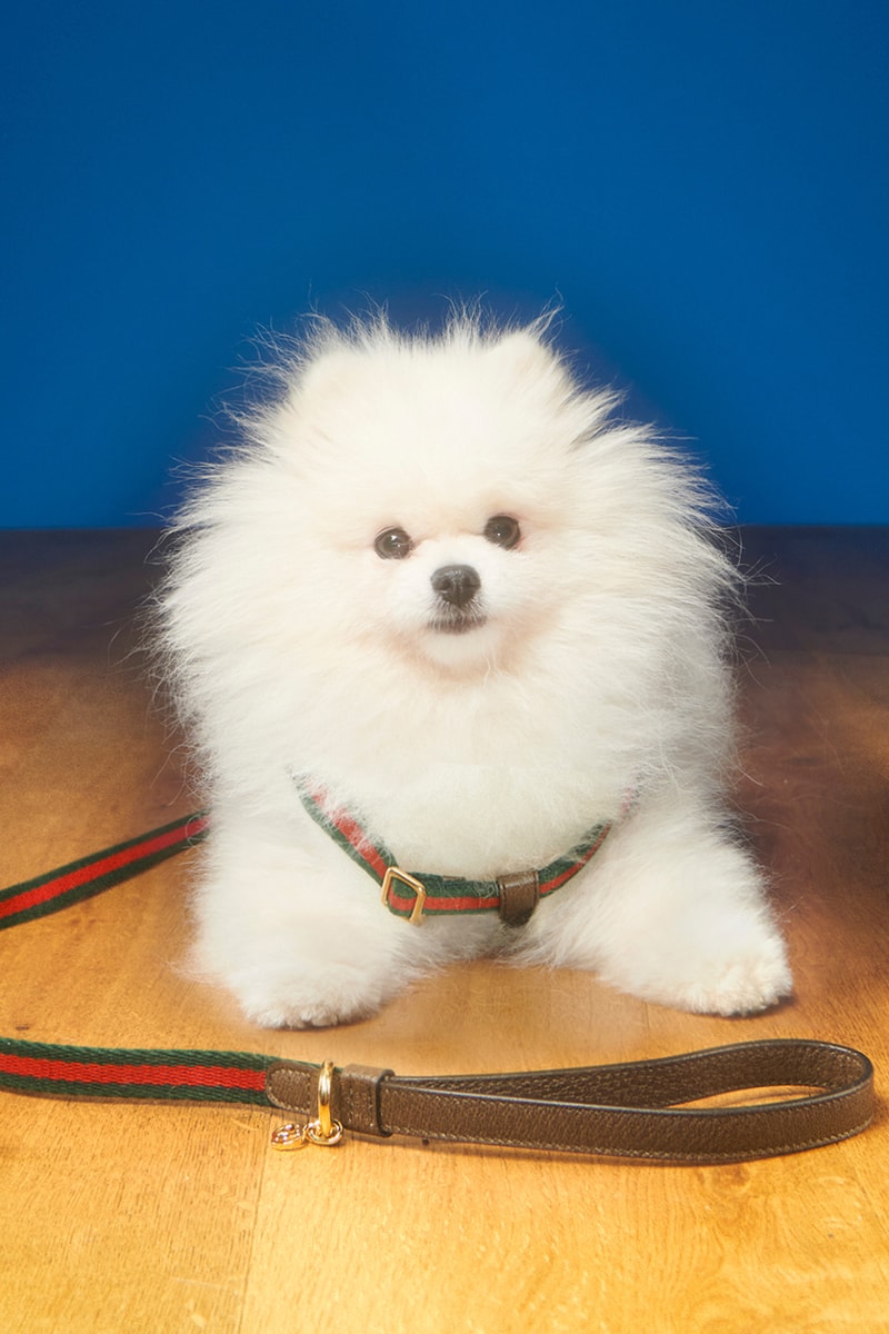 グッチから新たにペットコレクションが誕生 gucci new pets collection release info