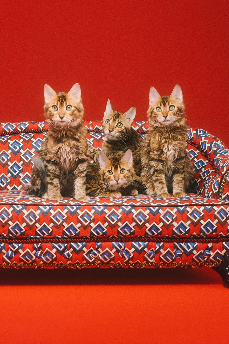 グッチから新たにペットコレクションが誕生 gucci new pets collection release info