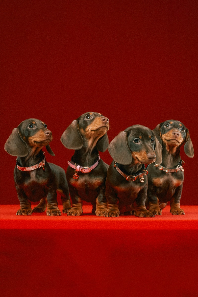 グッチから新たにペットコレクションが誕生 gucci new pets collection release info