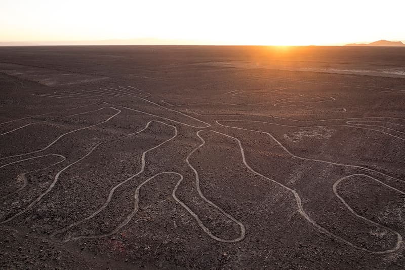 ナスカの地上絵から植物のような絵が新たに発見される nazca lines discovered new plant like painting