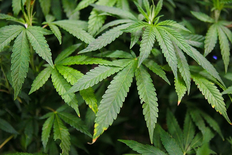 厚生労働省が日本でも医療用大麻を使用可能とする方針を発表 marijuana available in japan publication