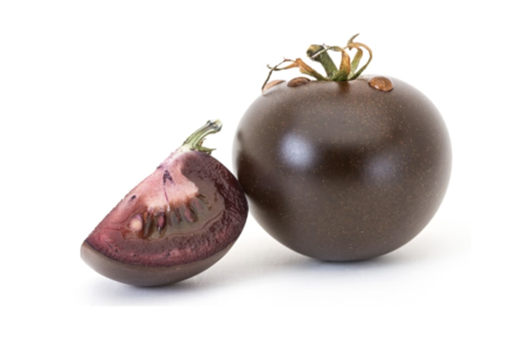 アントシアニンを豊富に含んだパープルカラーの遺伝子組み換えトマトが誕生 USDA Norfolk Plant Sciences GMO purple tomato approval Cathie Martin
