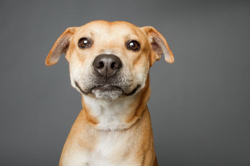 犬は人間のストレスの匂いを嗅ぎ分けられることが判明