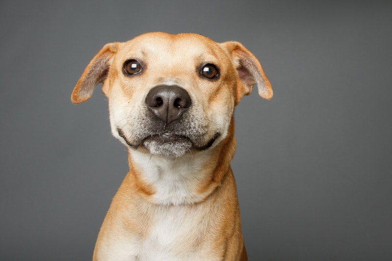 犬は人間のストレスの匂いを嗅ぎ分けられることが判明 Dogs can discriminate between human baseline and psychological stress condition odours