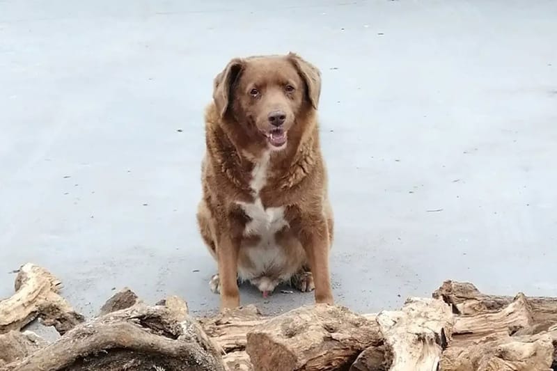 ギネス記録を持つ世界最高齢の犬が31歳の誕生日を迎える