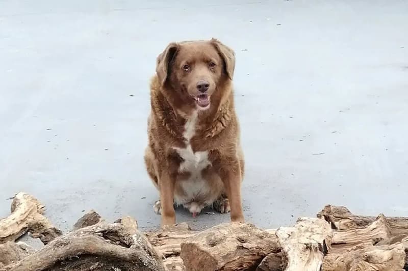 ギネス記録を持つ世界最高齢の犬が31歳の誕生日を迎える