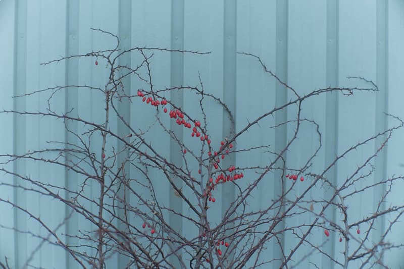 フェニーとプロダクトトゥエルブのデザイナー2人による新ブランド P.P.C.E. が始動 pheeny product twelve p p c e new brand release info