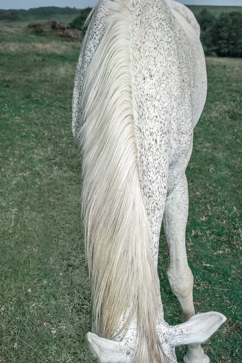 馬と人の原風景を捉えた遠藤文香による写真展プネウマがノンレクチャー ブックスにて開催 Ayaka Endo’s “Pneuma” Exhibition to Open at NONLECTURE books/arts