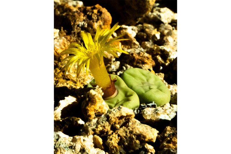 ゴールドウィンがカクタスストアとのコラボコレクションを発表 goldwin la cactus store collabo collection release info