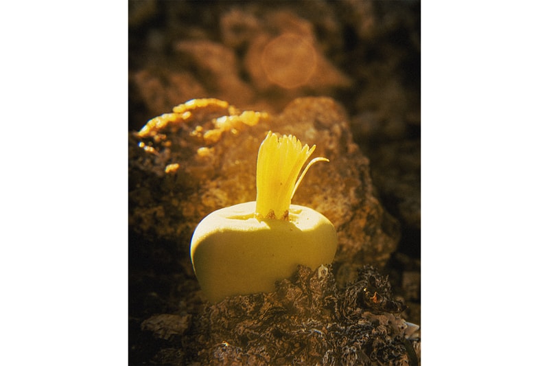 ゴールドウィンがカクタスストアとのコラボコレクションを発表 goldwin la cactus store collabo collection release info