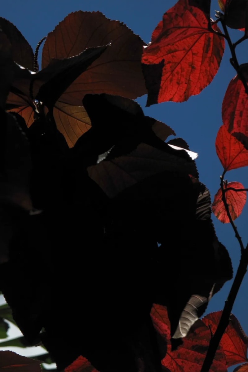 写真家 ヴィヴィアン・サッセンの個展 “Myriads” が原宿 The Mass にて開催 Viviane Sassen Solo Exhibition: “Myriads” The Mass info