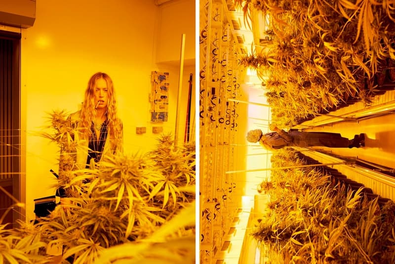 juergen teller system magazine marijuana shoot 2017