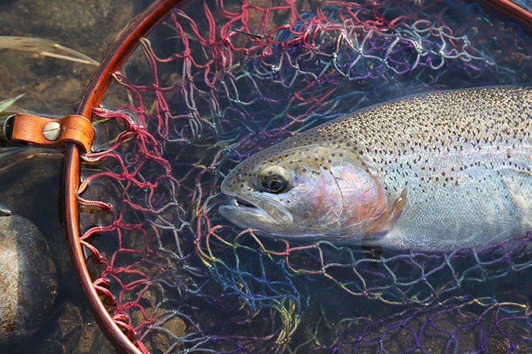 폼생폼사 여름 캠핑용품 25가지