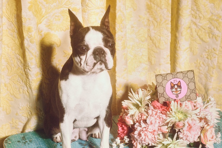 개의 해를 기념하는 구찌의 '개' 컬렉션