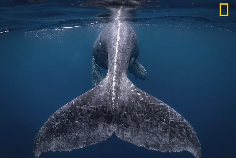 <내셔널 지오그래픽>이 선정한 2018 올해의 여행 사진 national geographic travel photographer of the year