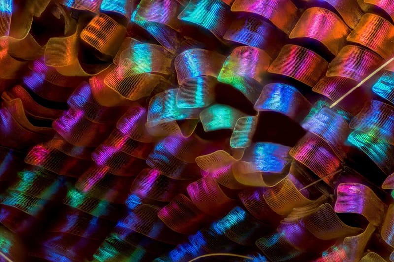 니콘의 현미경 사진 공모전 '2018 스몰 월드 콘테스트' 수상작