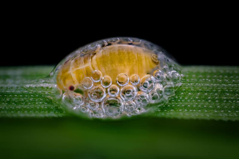 니콘 현미경 사진 공모전 '2018 스몰 월드 콘테스트' 수상작 2018 Nikon Small World Photomicrography competition