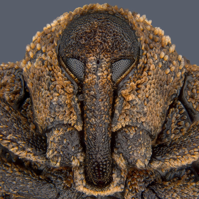 니콘 현미경 사진 공모전 '2018 스몰 월드 콘테스트' 수상작 2018 Nikon Small World Photomicrography competition