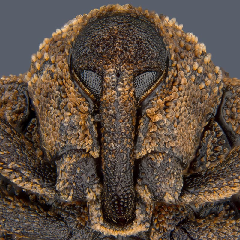 니콘 현미경 사진 공모전 '2018 스몰 월드 콘테스트' 수상작 2018 Nikon Small World Photomicrography competition